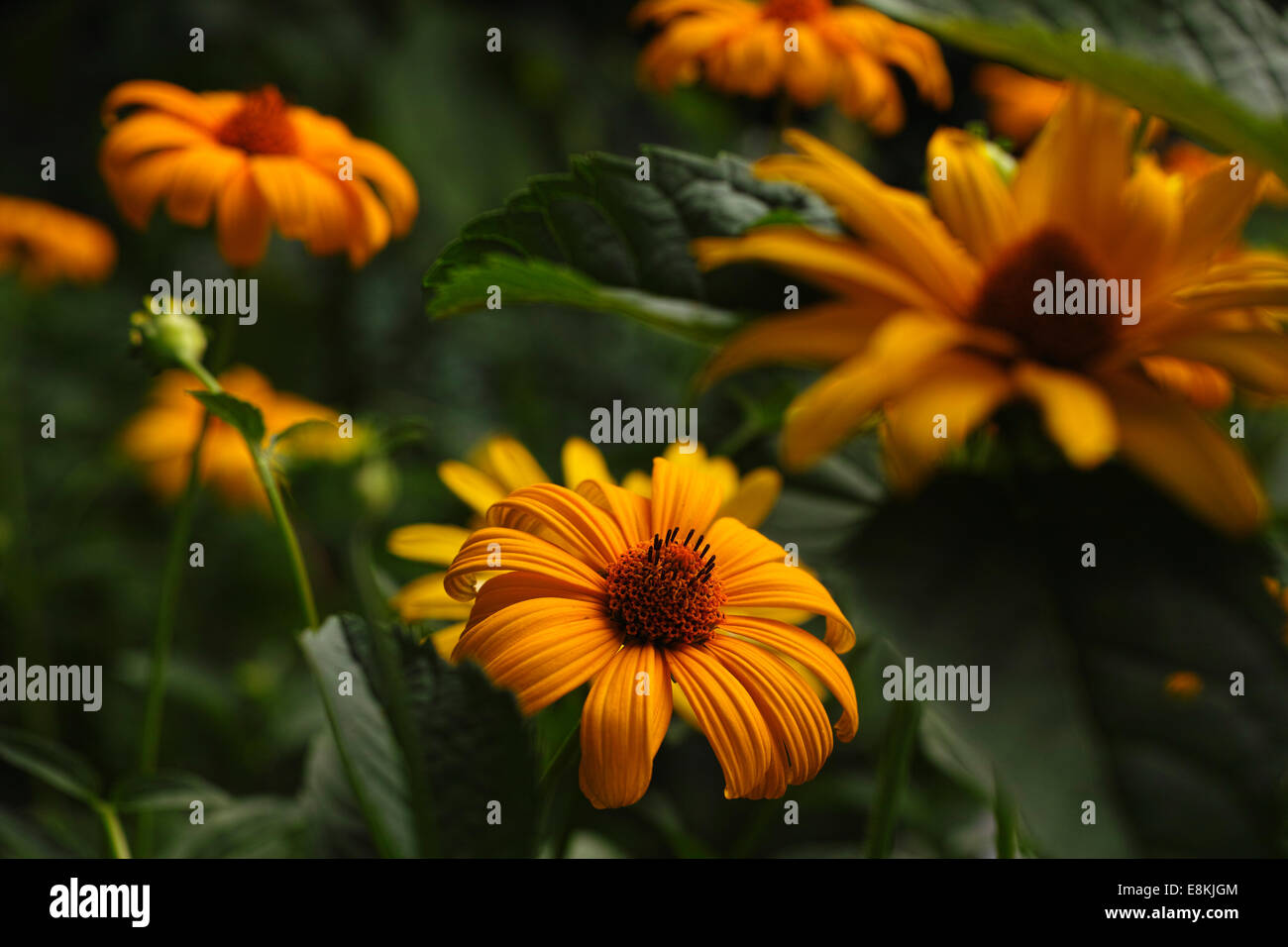 Gelben Margeriten. Erstaunliche Schärfe Bild. Mittelformat-Rendering und Bild Farbqualität. Stockfoto