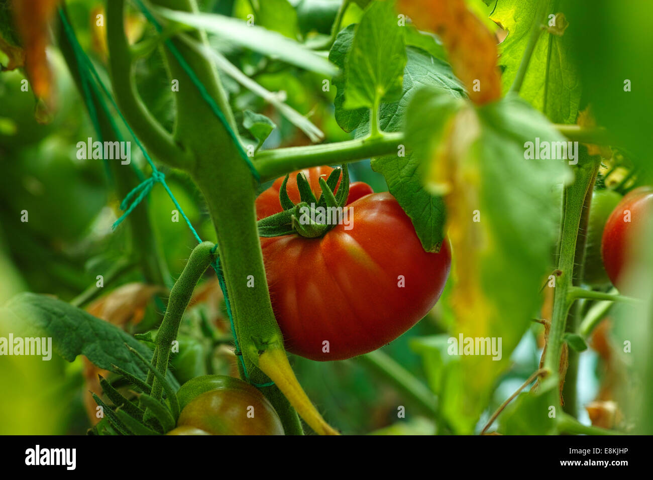 Tomaten im Gewächshaus wachsen. Stockfoto