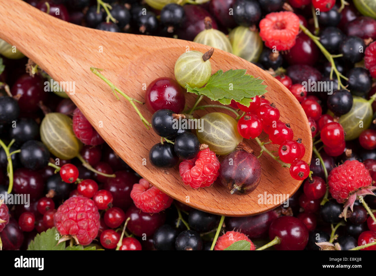 Stachelbeere Englisch