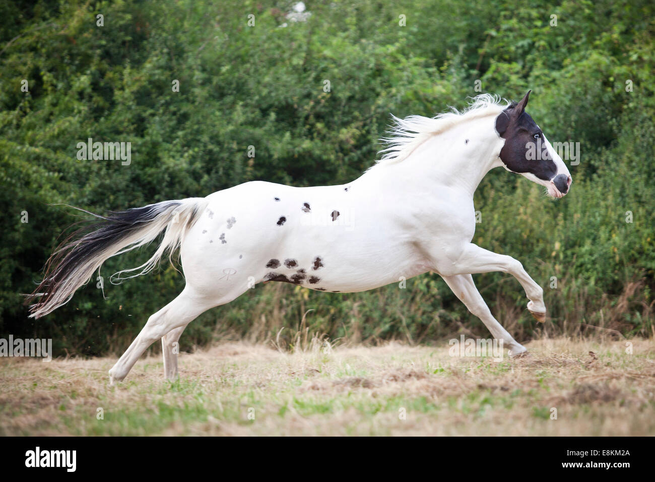 Paint Horse, Black Tobiano Wallach im Galopp Stockfoto