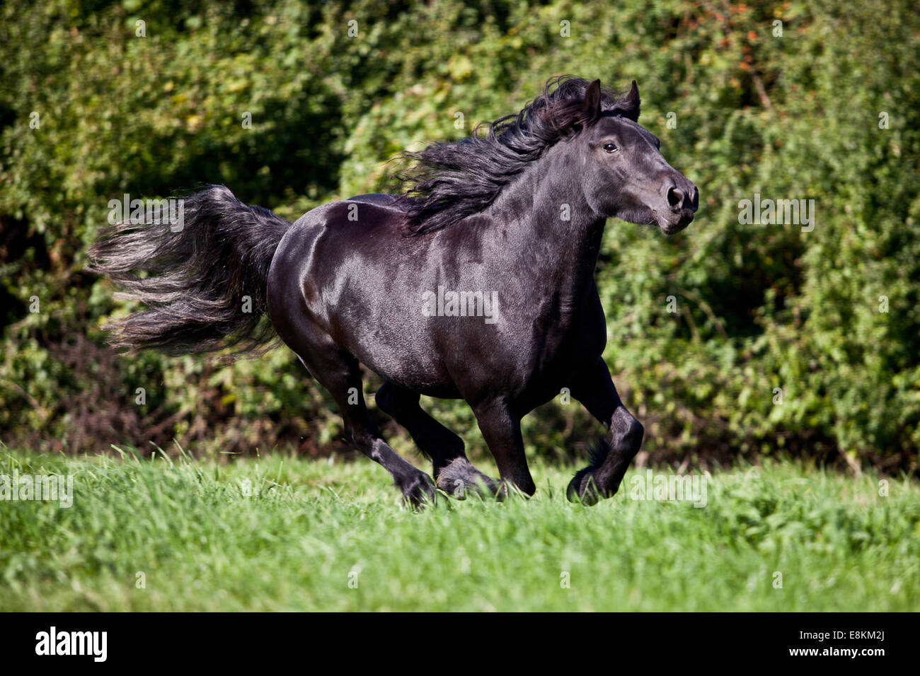 Fiel, Pony, Hengst, Pony Stute, im Galopp auf der Wiese Stockfoto