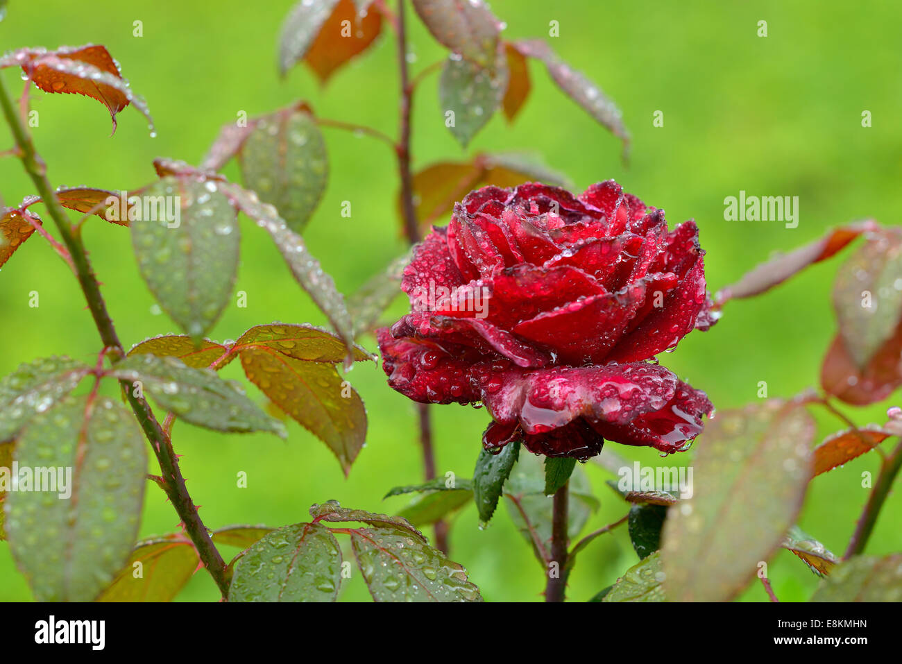 Rose (Rosa SP.) mit Regen fällt, Alto Adige, Italien Stockfoto