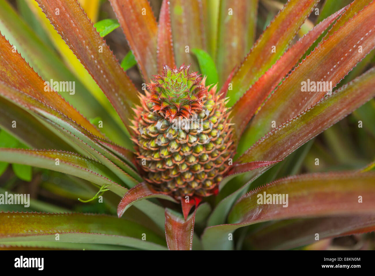 Ananas blume -Fotos und -Bildmaterial in hoher Auflösung – Alamy Ananas blume -Fotos und -Bildmaterial in hoher Auflösung – Alamy