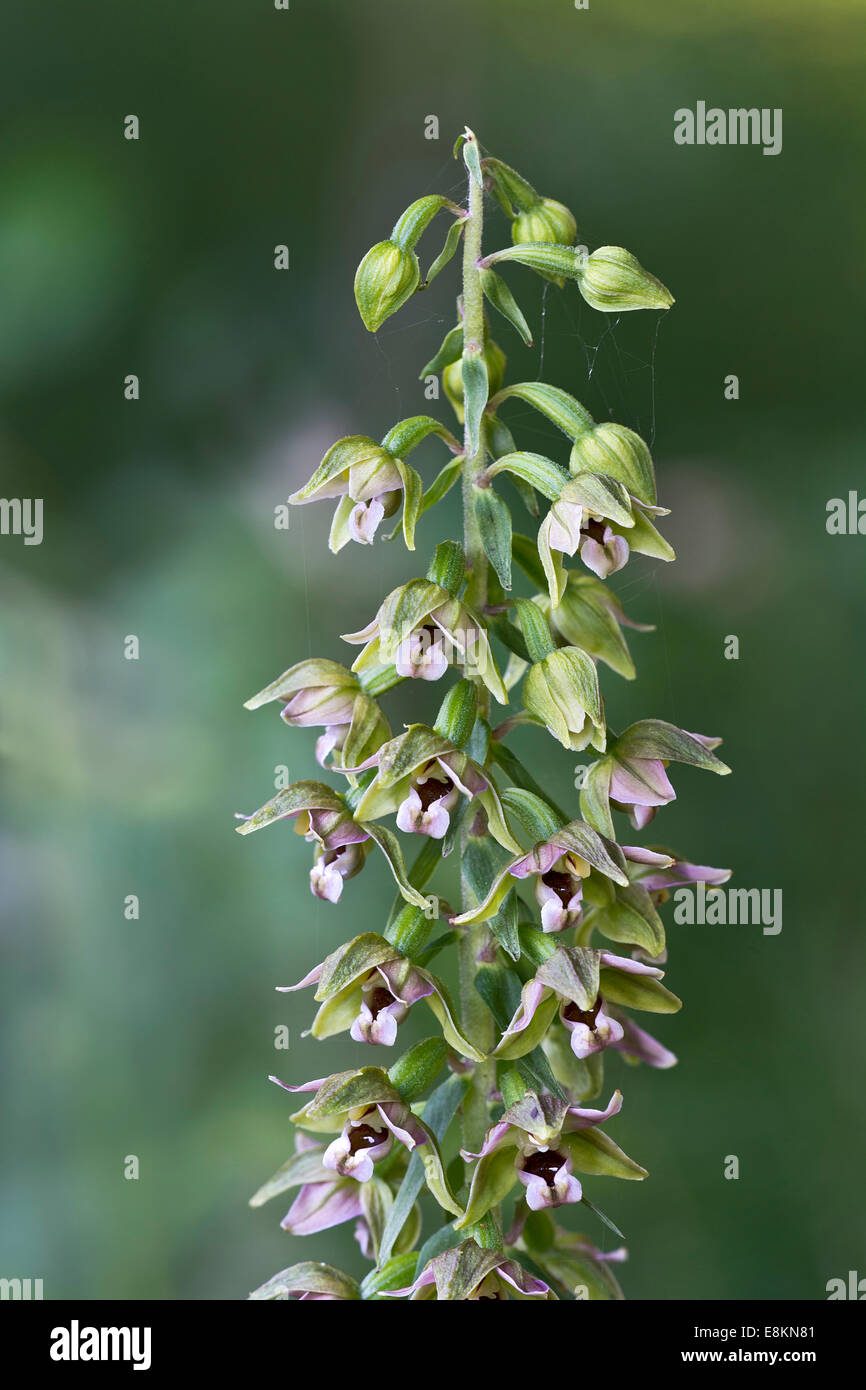 Breitblättrigen Helleborine (Epipactis Helleborine), Burgenland, Österreich Stockfoto