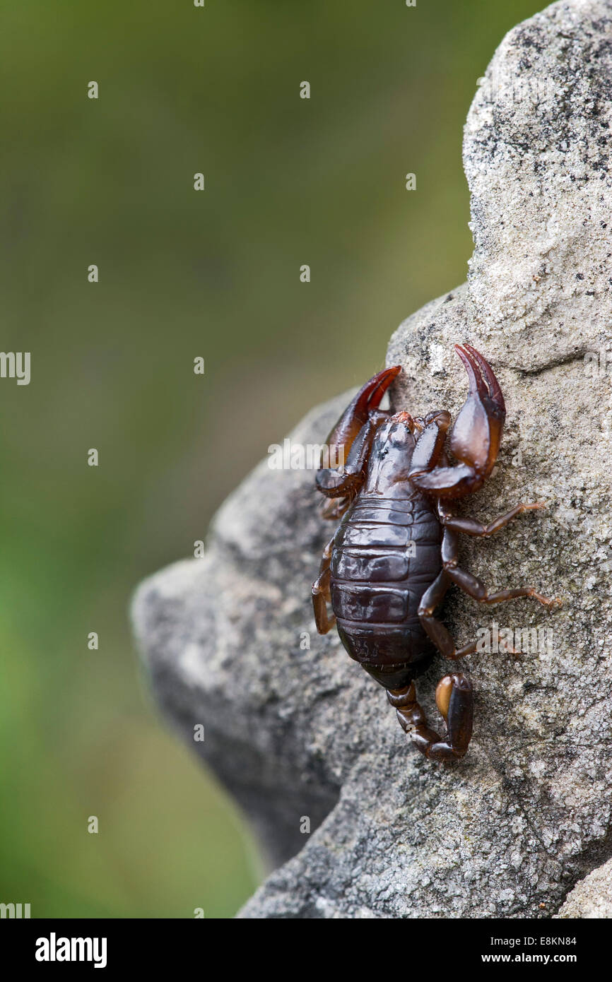 Kleine Holz-Skorpion-Arten (Euscorpius Germanus), Tirol, Österreich Stockfoto