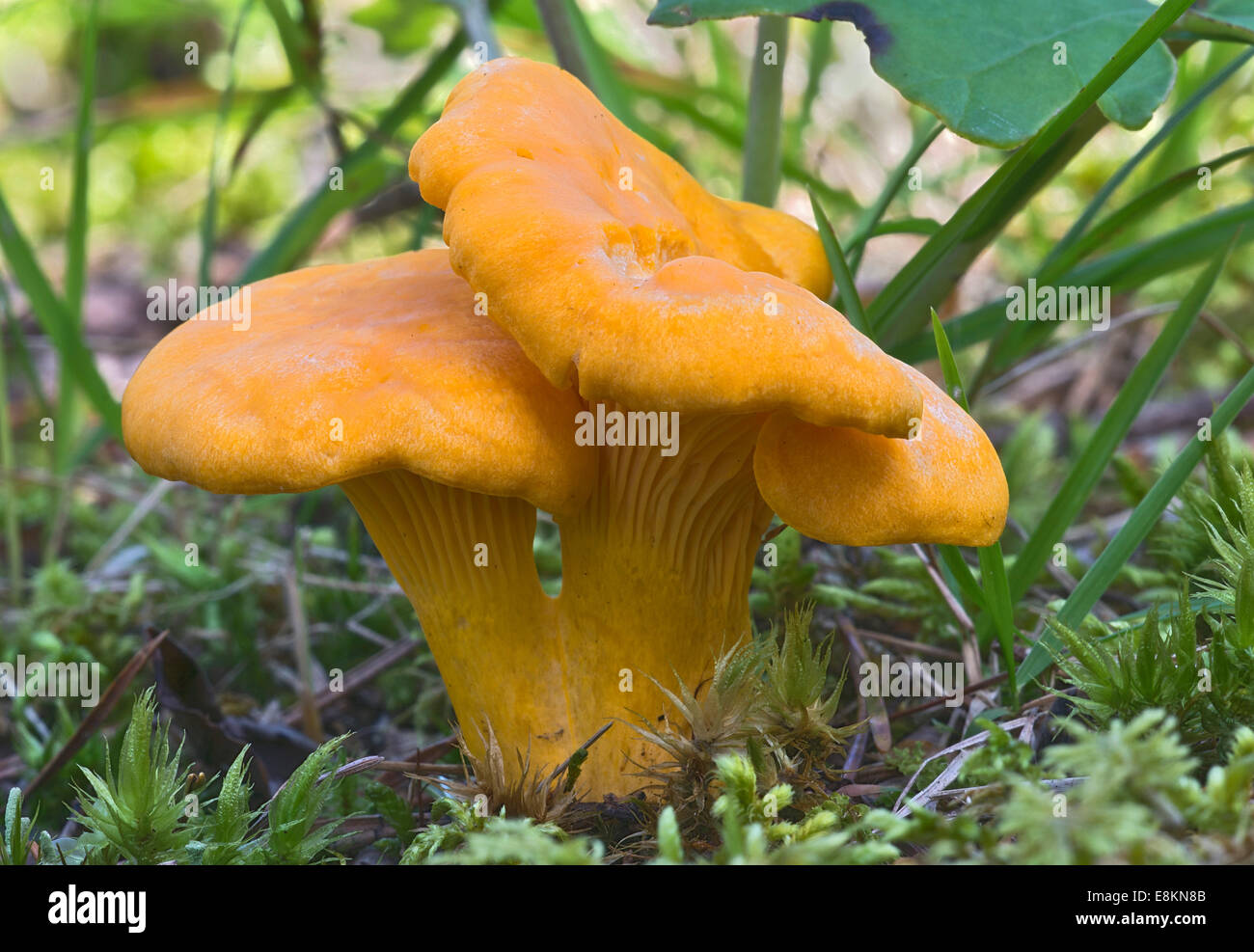 Pfifferlinge oder goldenen Pfifferling (Eierschwämmen Cibarius), Tirol, Österreich Stockfoto