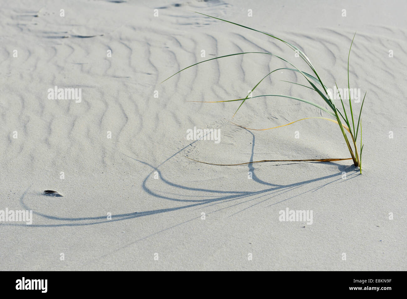 Dünen mit Strandhafer (Ammophila Arenaria), Vlieland, Provinz Nord-Holland, Niederlande Stockfoto