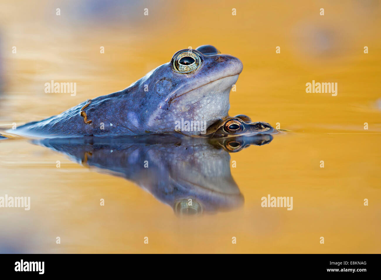Moor Frösche (Rana Arvalis), Paarung, mittlere Elbe, Sachsen-Anhalt, Deutschland Stockfoto