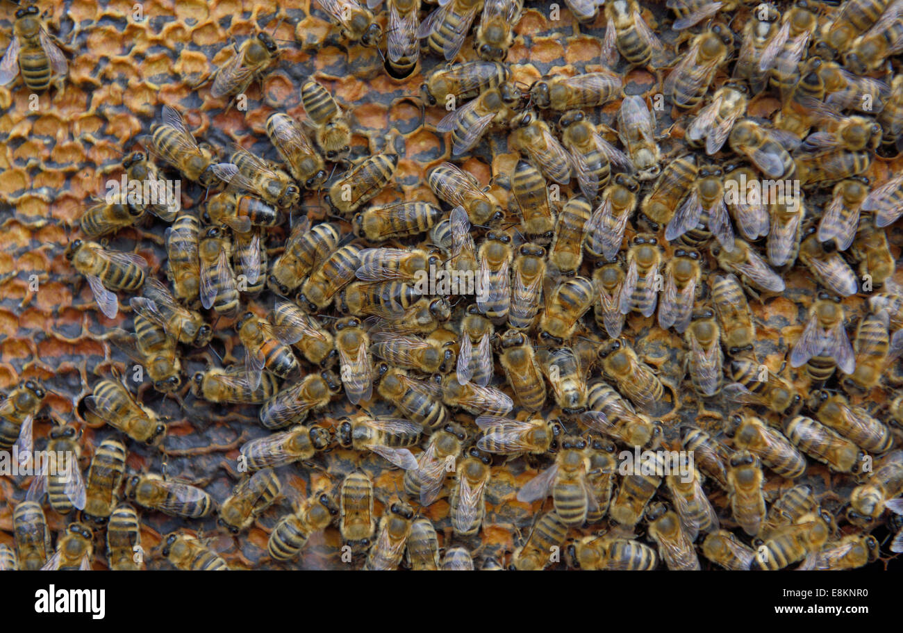 Honigbienen (Apis Mellifera) auf Waben mit verdeckelten Zellen mit Honig, Winter Bienen, Bayern, Deutschland Stockfoto