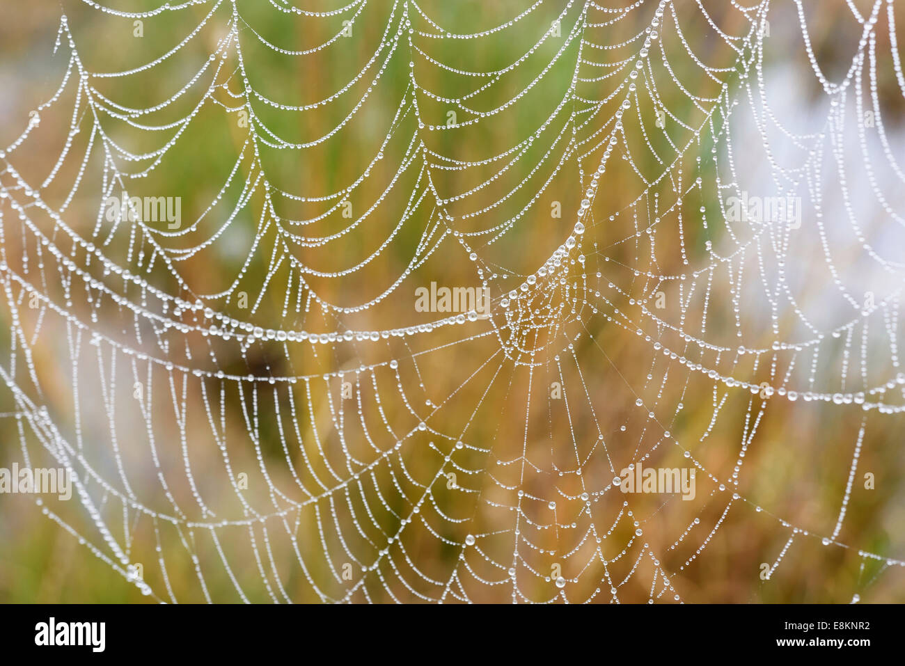 Orb Web von einem Kreuz Kreuzspinne (Araneus Diadematus) mit Tau fällt, Bayern, Deutschland Stockfoto