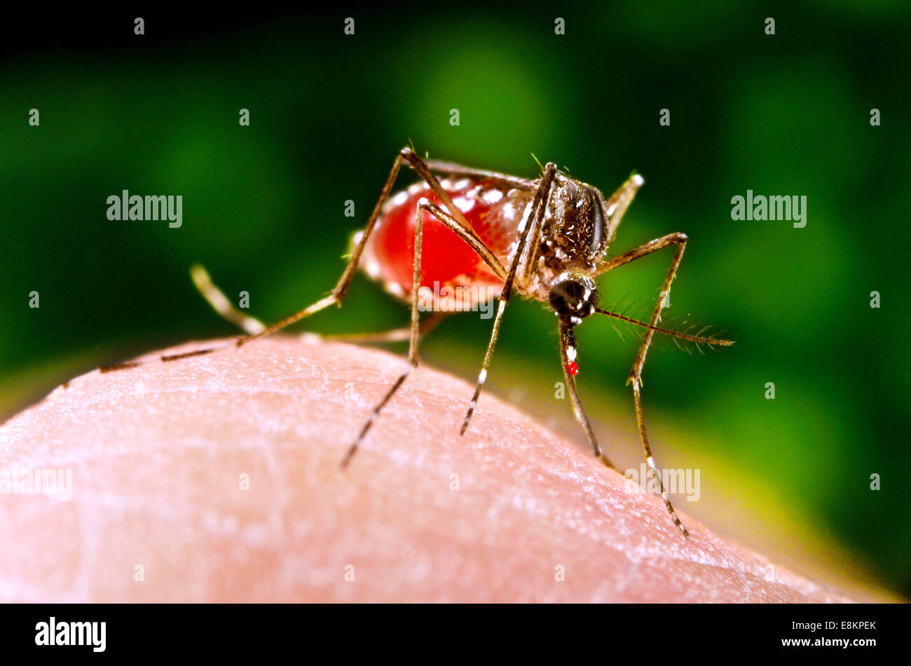 Dieses Bild dargestellt als absolviert sie Aktivitäten zur Gewinnung von Blut-Mahlzeit aus menschlichen Gastgeber war weibliche Aedes Aegypti Mücke Stockfoto