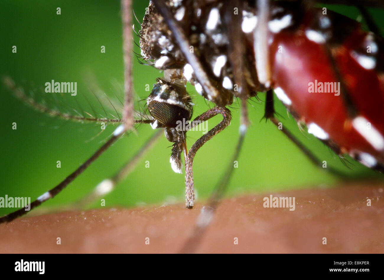 Der Rüssel eine Aedes Albopictus Mücken ernähren sich von menschlichem Blut unter experimentellen Bedingungen Aedes Albopictus Mücke, Stockfoto