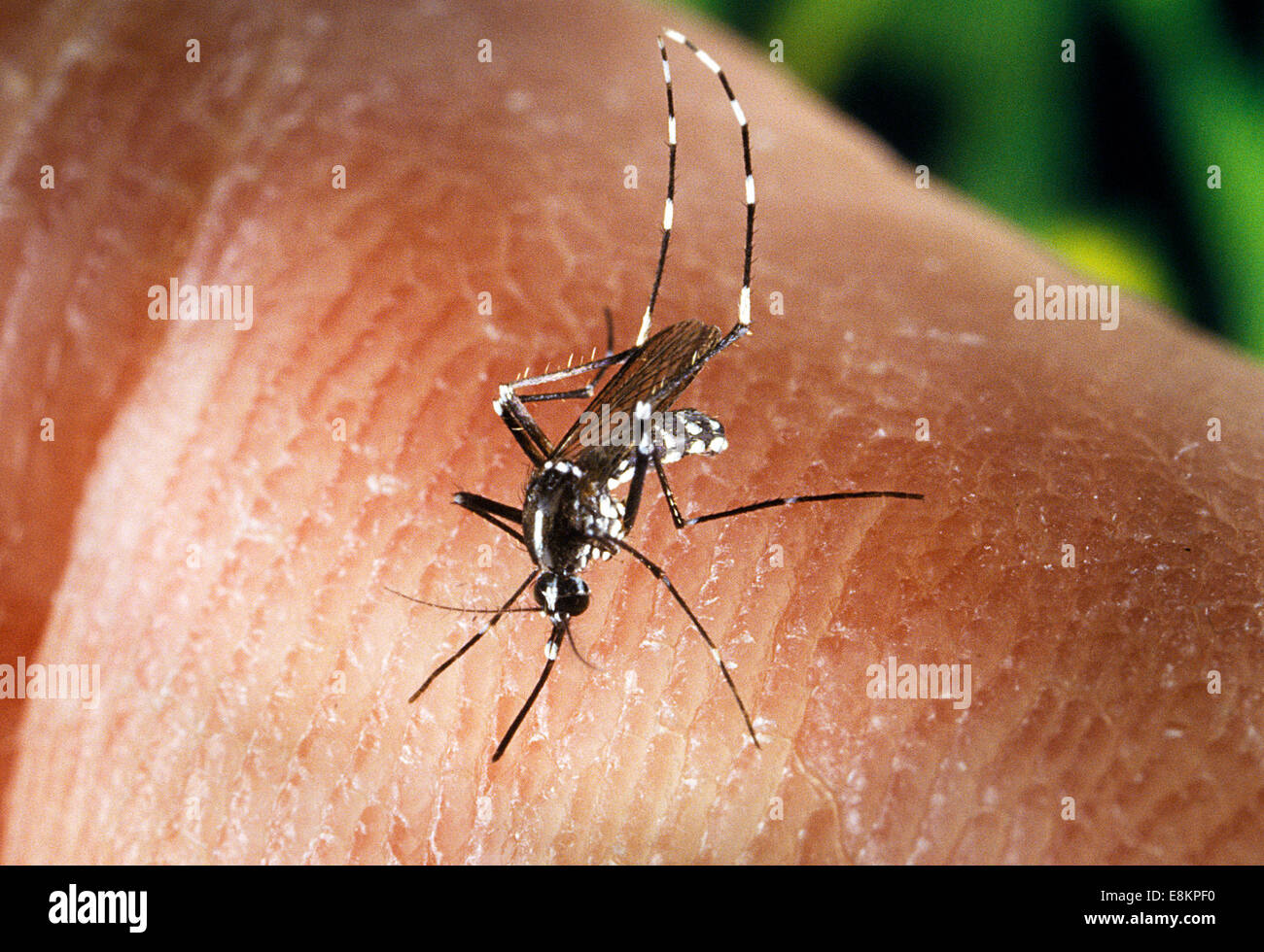 Einen weiblichen Aedes Albopictus Mücken ernähren sich von menschlichen Wirt unter experimentellen Bedingungen Aedes Albopictus Mücke, auch bekannt als Stockfoto