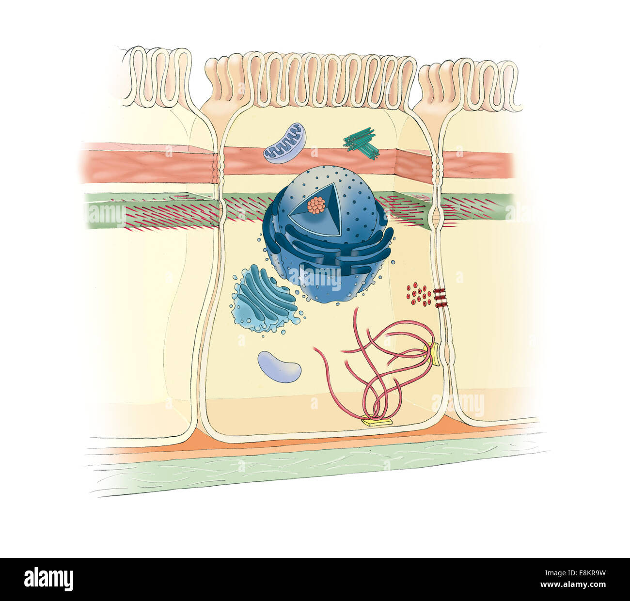 Zonula adherens cell Fotos und Bildmaterial in hoher Auflösung Alamy