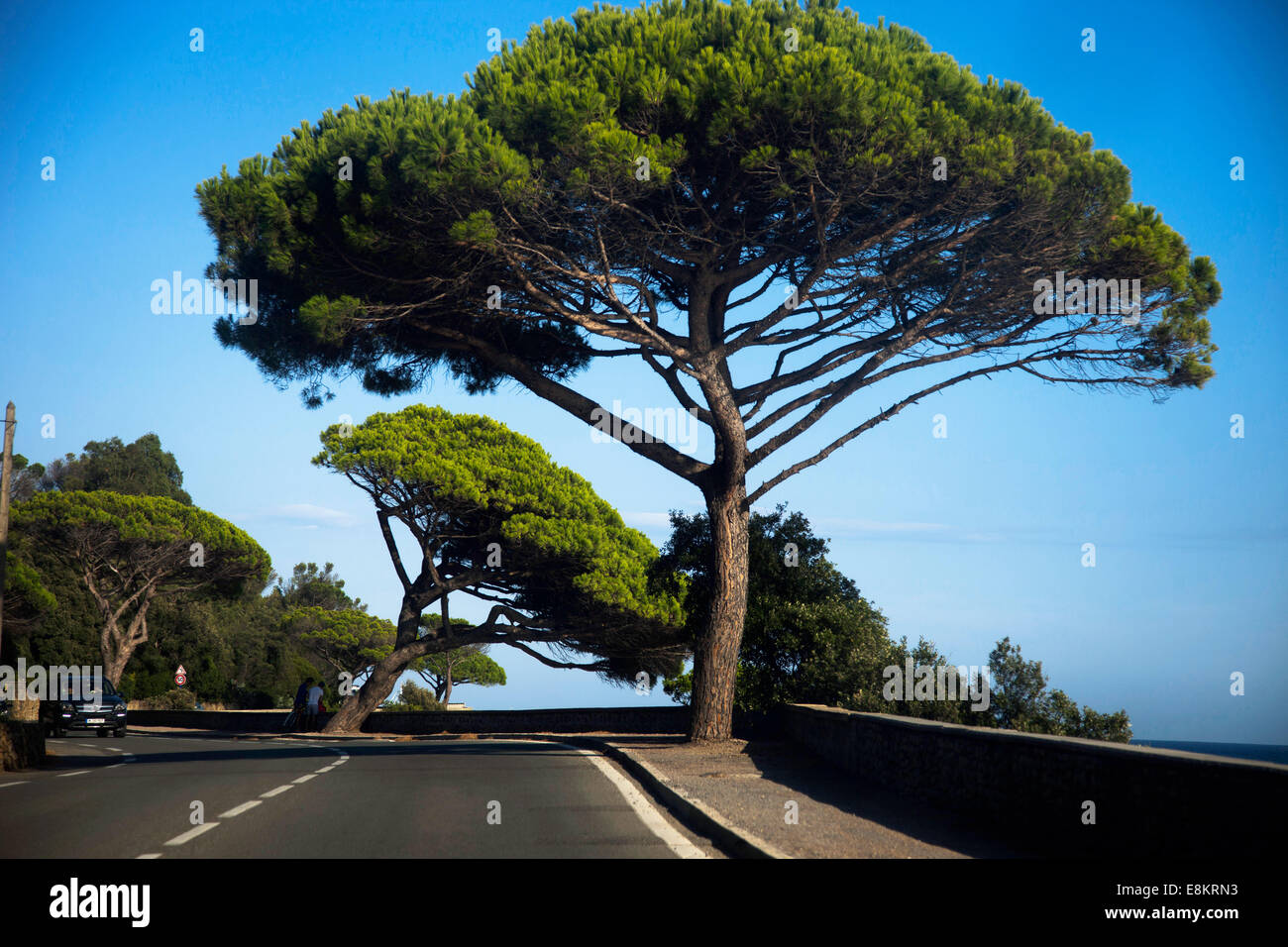 Schirm-Kiefer, die Côte d ' Azur. Stockfoto