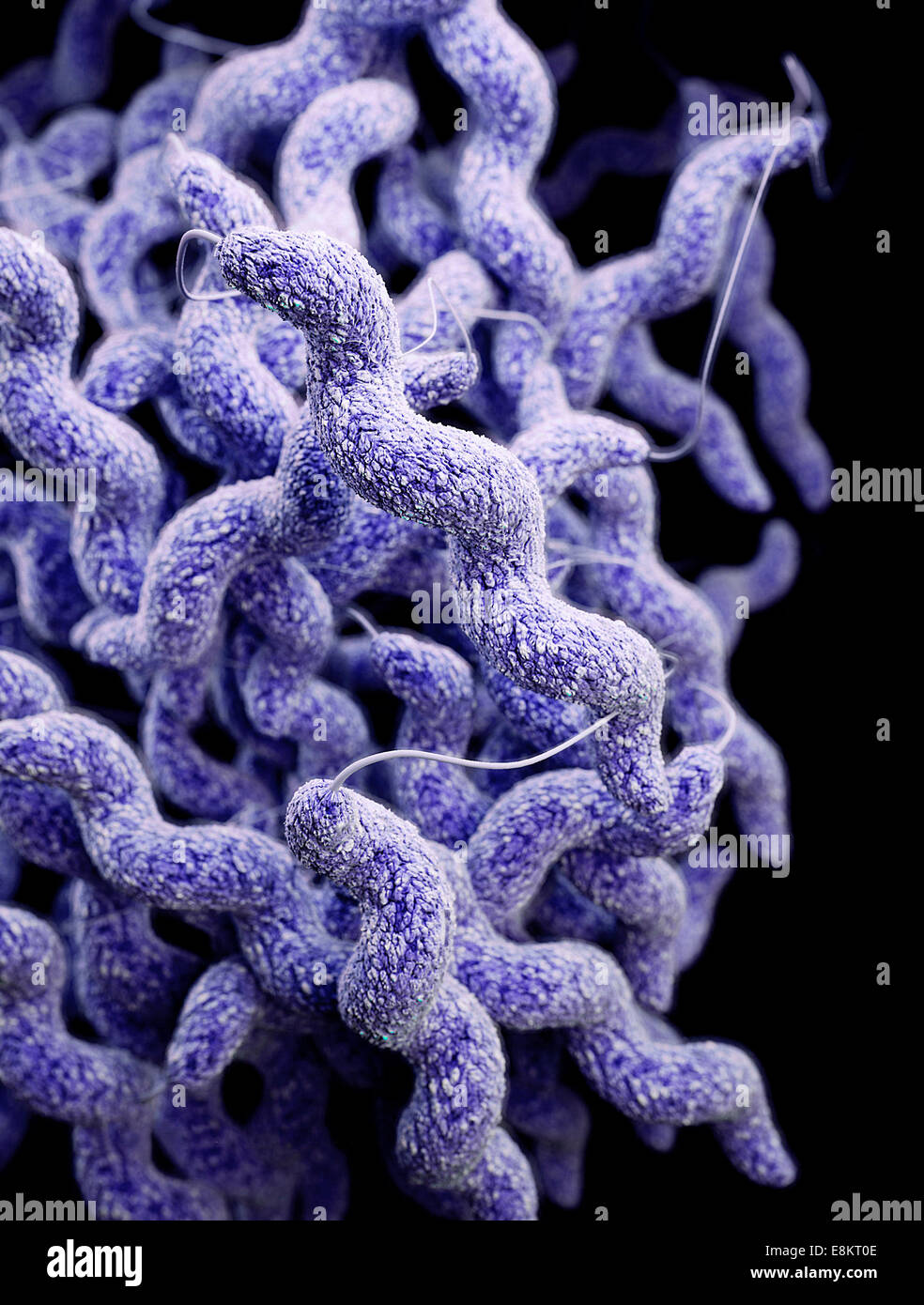 Diese Abbildung zeigt dreidimensionale (3D) computergenerierte Bild des Clusters von Medikamenten-resistenten Campylobacter-Bakterien, Stockfoto