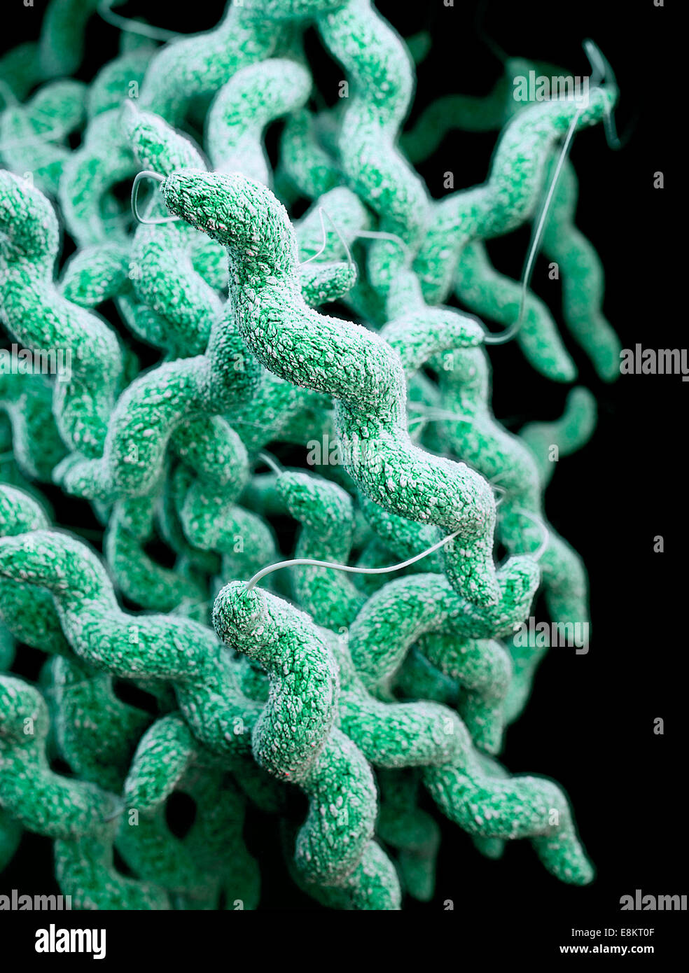 Diese Abbildung zeigt dreidimensionale (3D) computergenerierte Bild des Clusters von Medikamenten-resistenten Campylobacter-Bakterien, Stockfoto