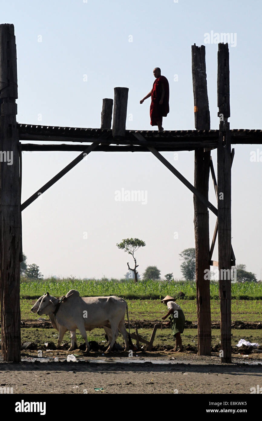 Ein Mönch Spaziergänge U Bein Brücke, während ein Bauer den Boden unten, bei Amarapura, Birma (Myanmar fräst) Stockfoto