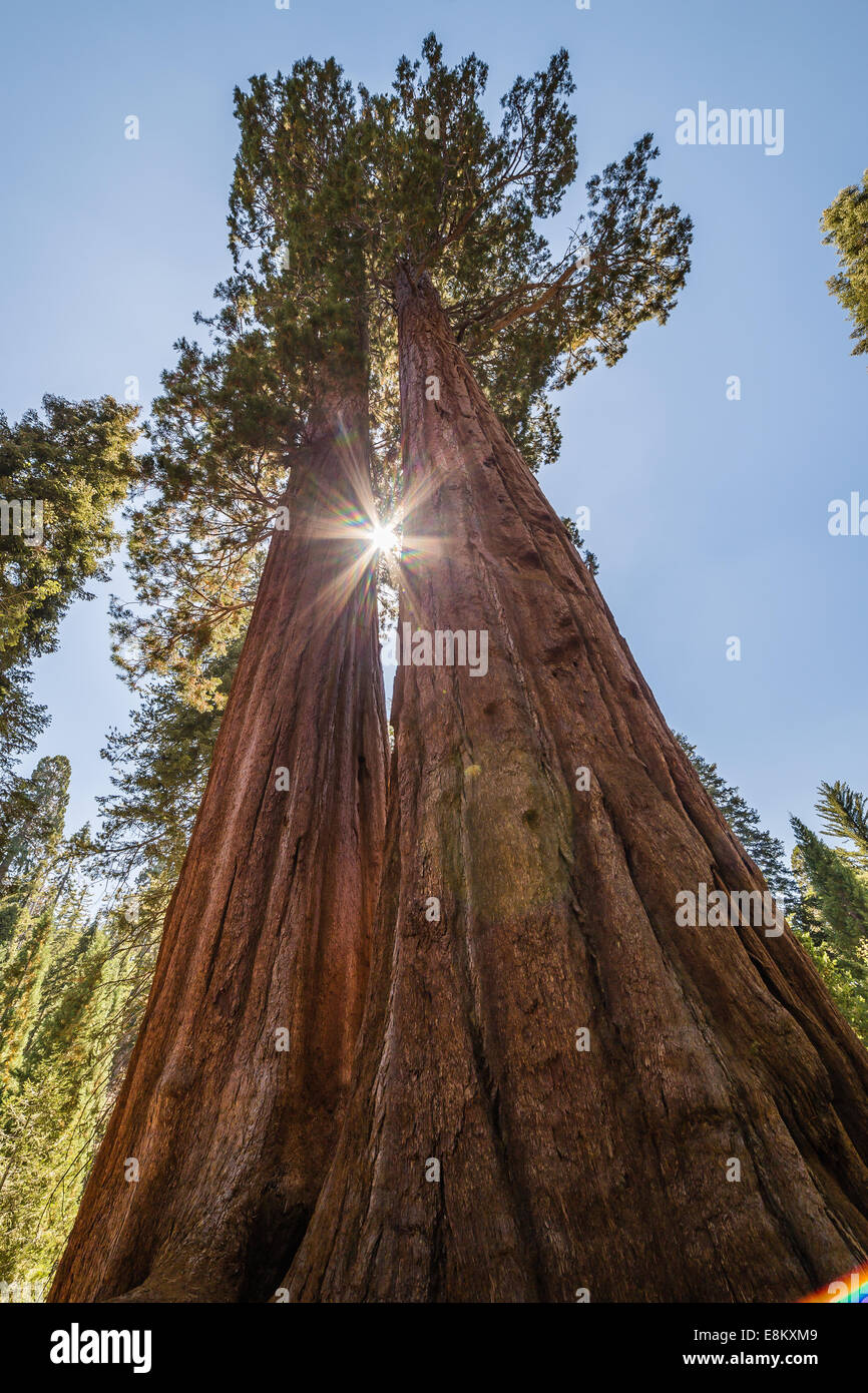 Gigantischen Sequoia Bäumen in den Sequoia National Park, Kalifornien, USA Stockfoto