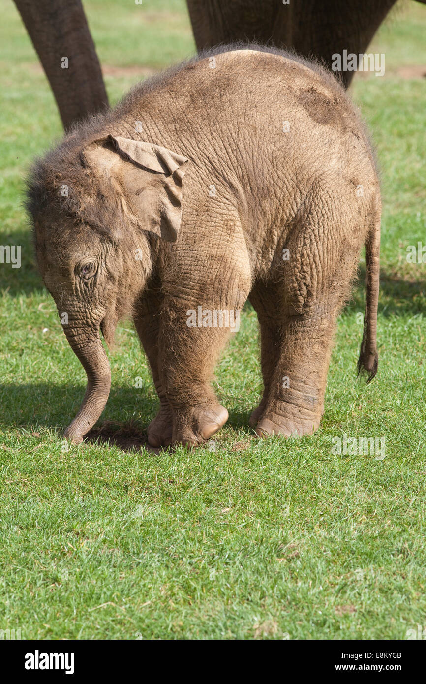 Asiatischen oder indischen Elefanten (Elephas Maximus). Zwanzig Tage alt Kalb zusammen mit Mutter Azizah. Whipsnade Zoo. ZSL. Bedfordshire. Stockfoto