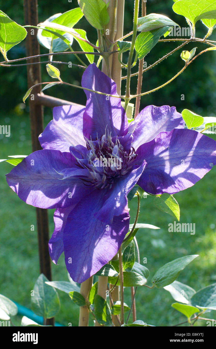 Sonnendurchflutetes lila blau Klettern Clematis Blume mit Laub Stockfoto