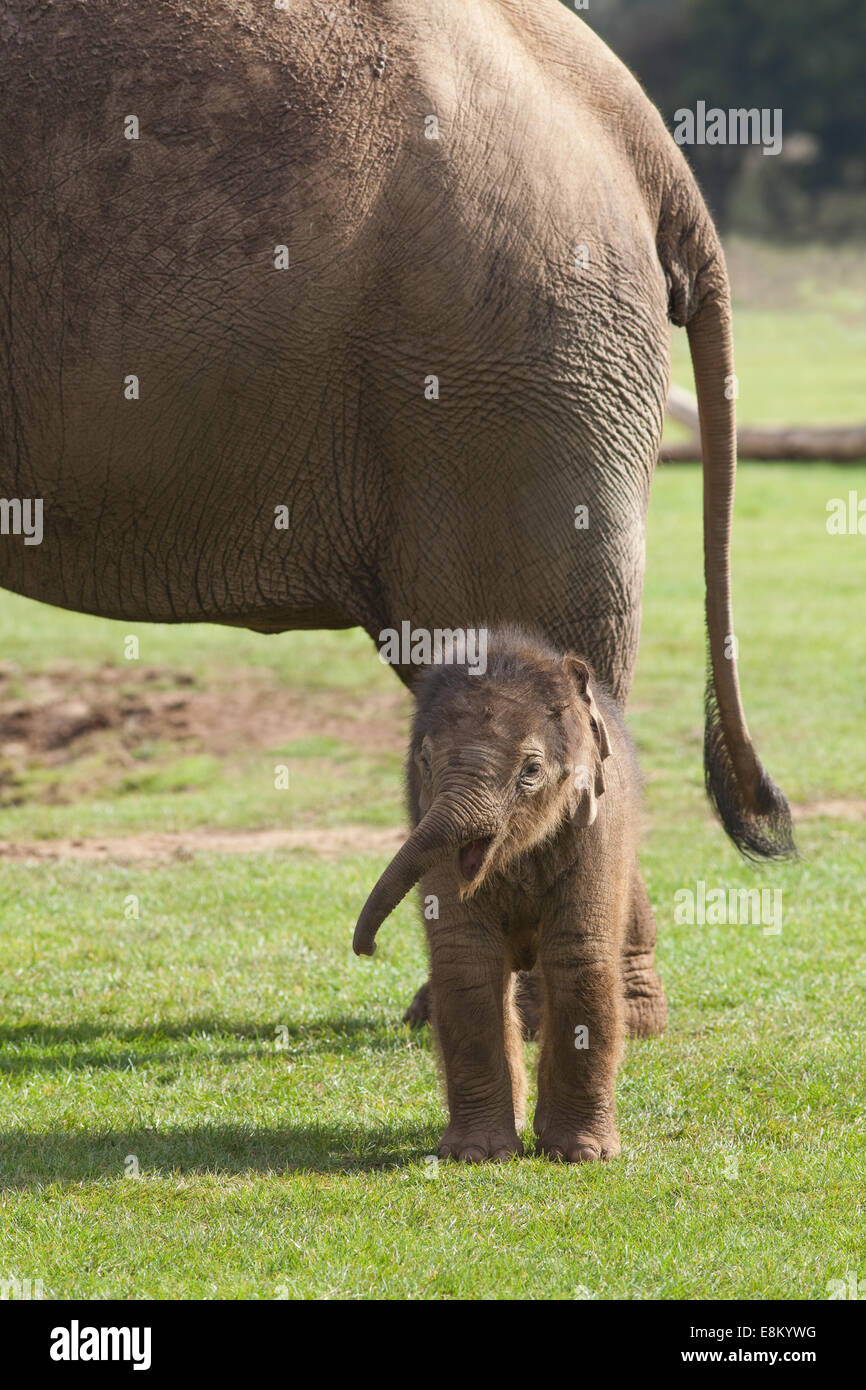Asiatischen oder indischen Elefanten (Elephas Maximus). Kuh und drei Wochen alten Kalb.  Whipsnade Zoo. ZSL. Bedfordshire. VEREINIGTES KÖNIGREICH. Stockfoto