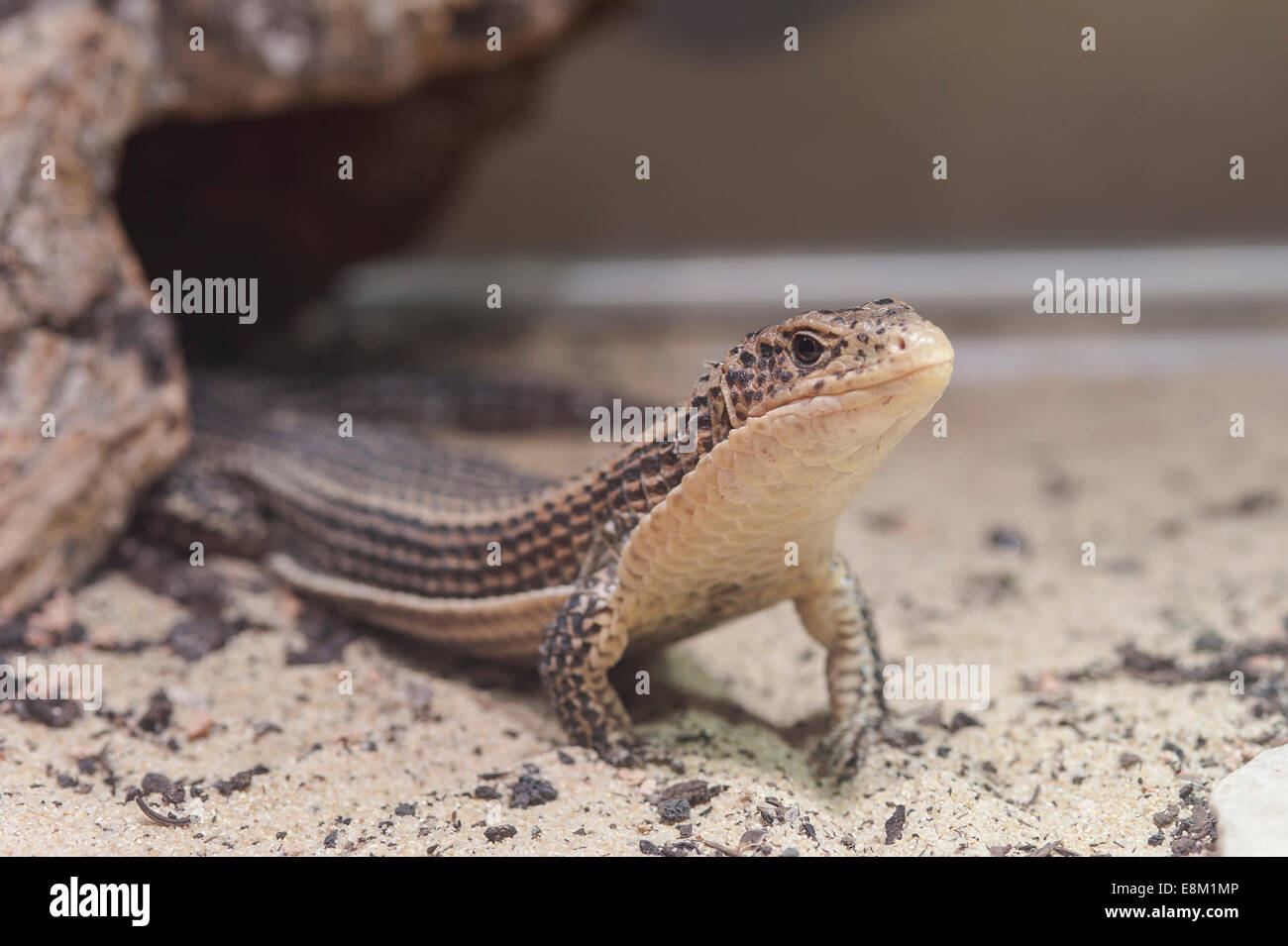 Braune Schildechse, Sudan versilbert Eidechse, große Gerrhosaurus) Stockfoto