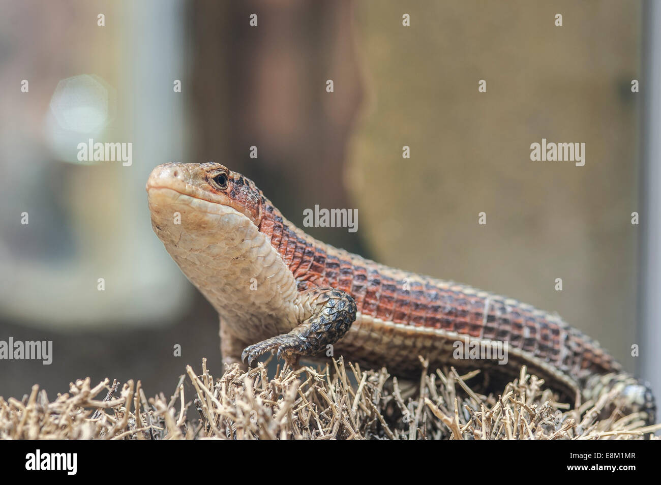 Braune Schildechse, Sudan versilbert Eidechse, große Gerrhosaurus) Stockfoto