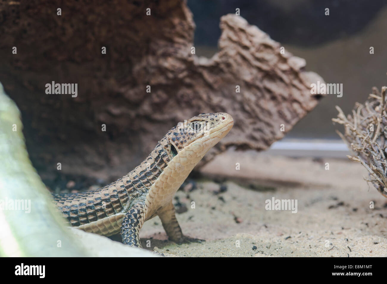 Braune Schildechse, Sudan versilbert Eidechse, große Gerrhosaurus) Stockfoto