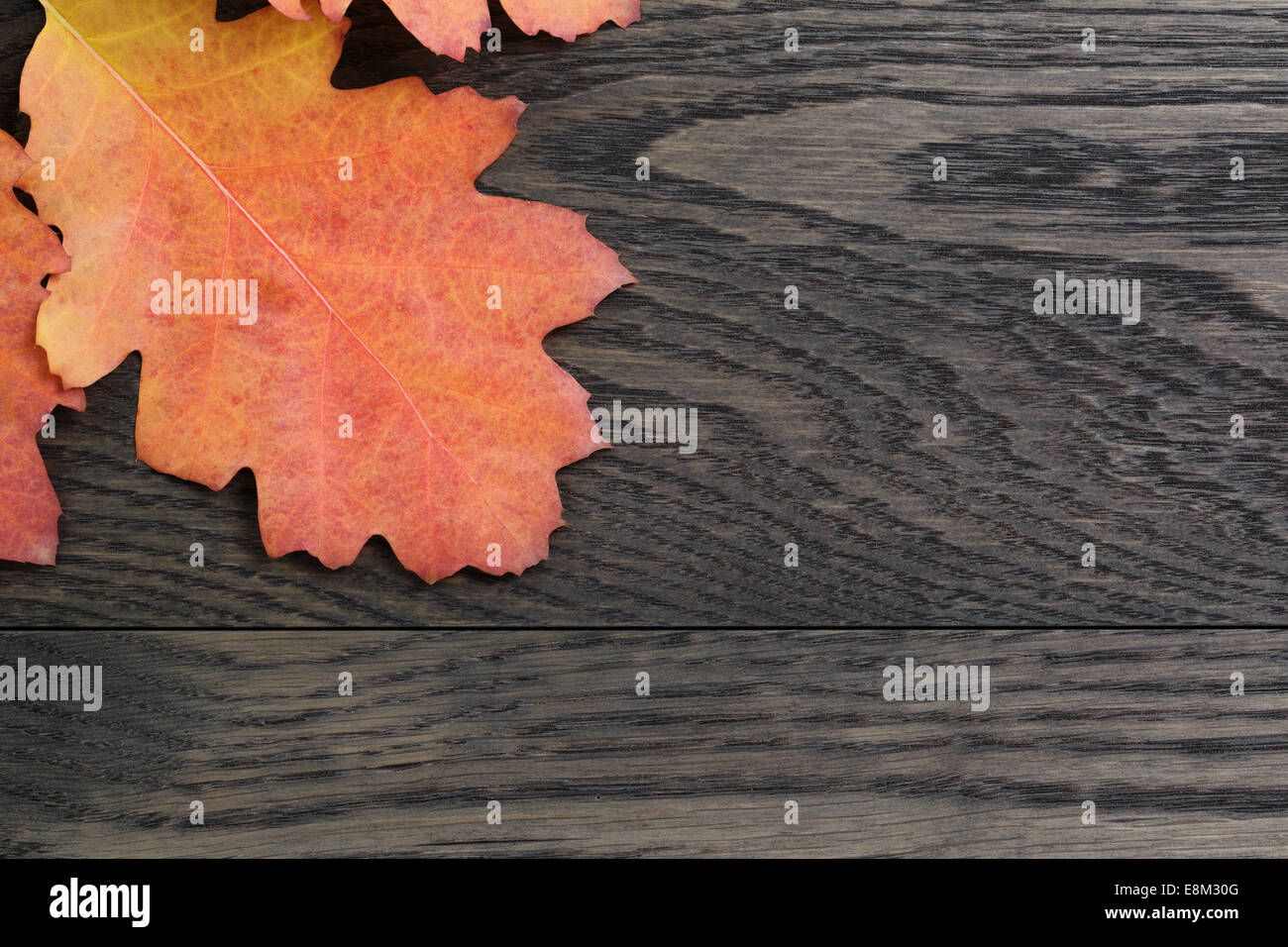 Herbst Hintergrund mit Roteiche Blätter auf gefärbten Eichentisch direkt von oben Stockfoto