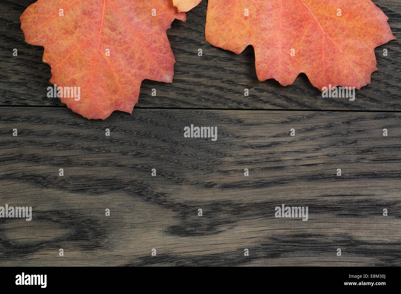 Herbst Hintergrund mit Roteiche Blätter auf gefärbten Eichentisch direkt von oben Stockfoto