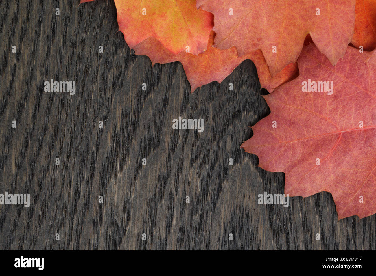 Herbst Hintergrund mit Roteiche Blätter auf gefärbten Eichentisch direkt von oben Stockfoto