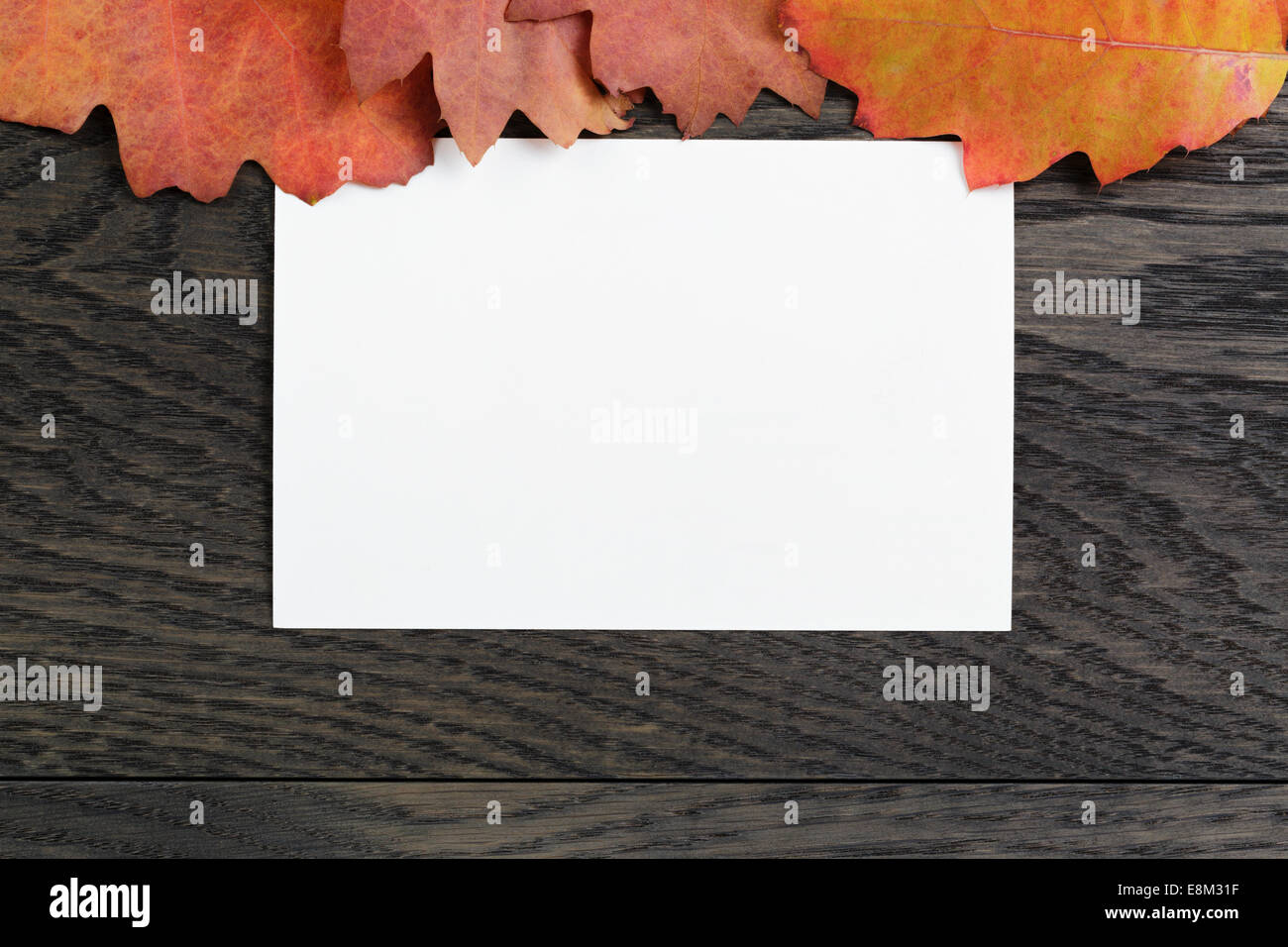 Herbst Hintergrund mit Roteiche Blätter auf gefärbten Eichentisch direkt von oben Stockfoto