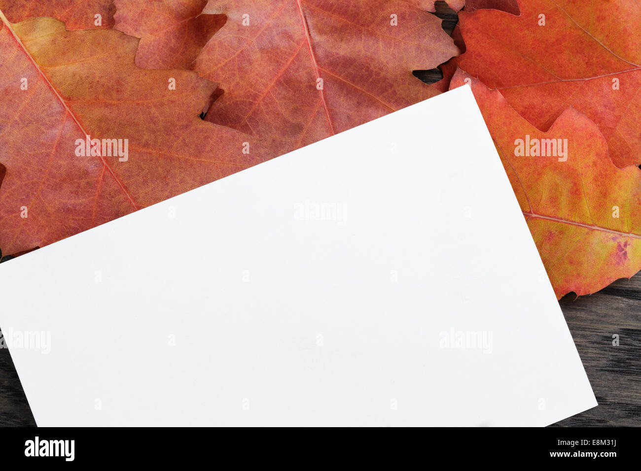 Herbst Hintergrund mit Roteiche Blätter auf gefärbten Eichentisch direkt von oben Stockfoto