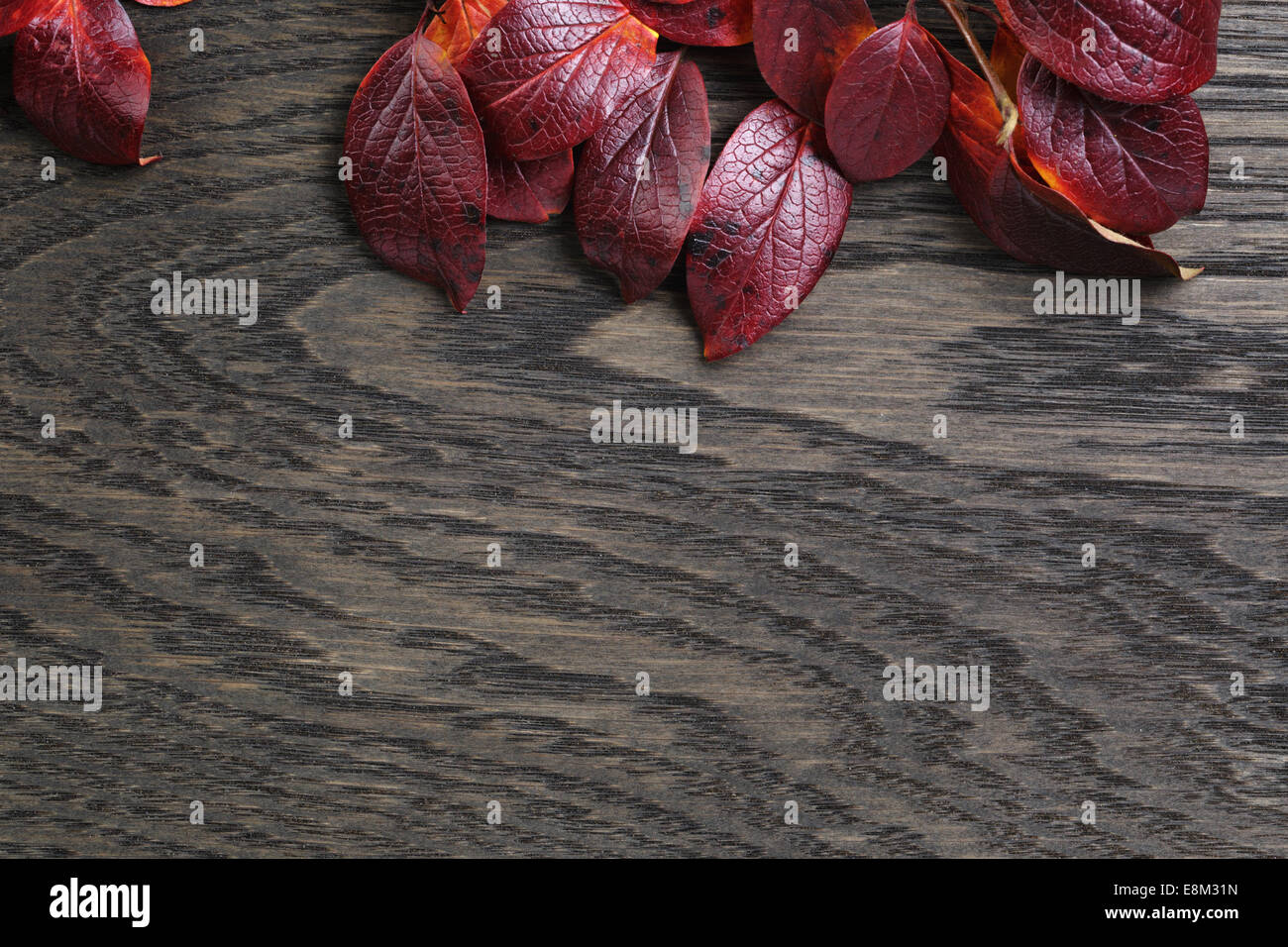 Herbst Hintergrund mit Bush hinterlässt auf gefärbten Eichentisch direkt von oben Stockfoto