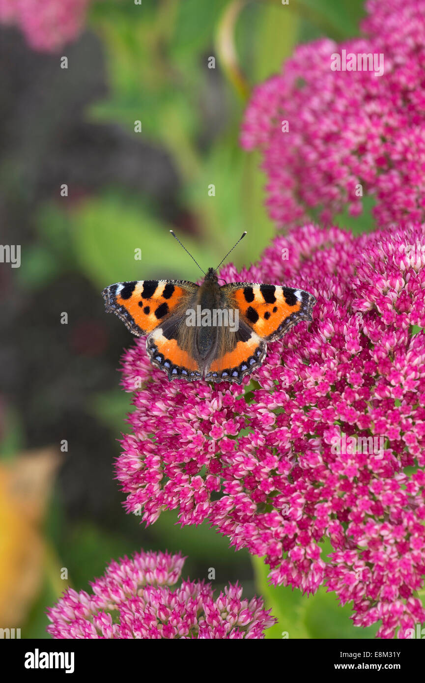 Kleiner Fuchs Schmetterling auf Sedum Spectabile Herbst Freude Blumen Stockfoto