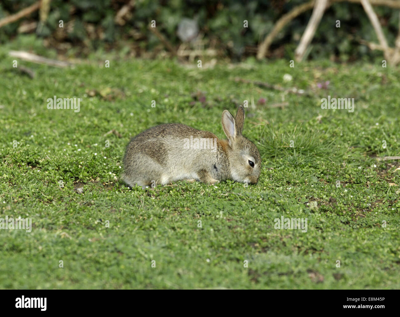 Kaninchen - Oryctolagus cuniculus Stockfoto