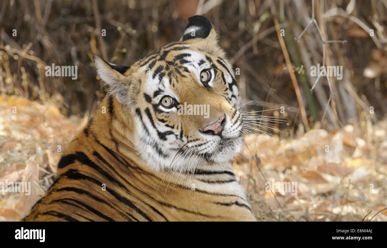 Tiger - Panthera tigris Stockfoto