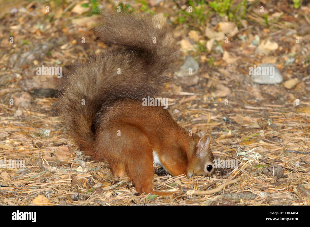 Eichhörnchen - Sciurus vulgaris Stockfoto