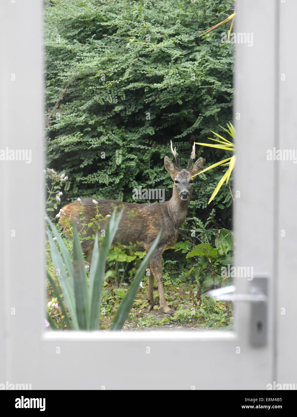 Reh - Capreolus capreolus Stockfoto