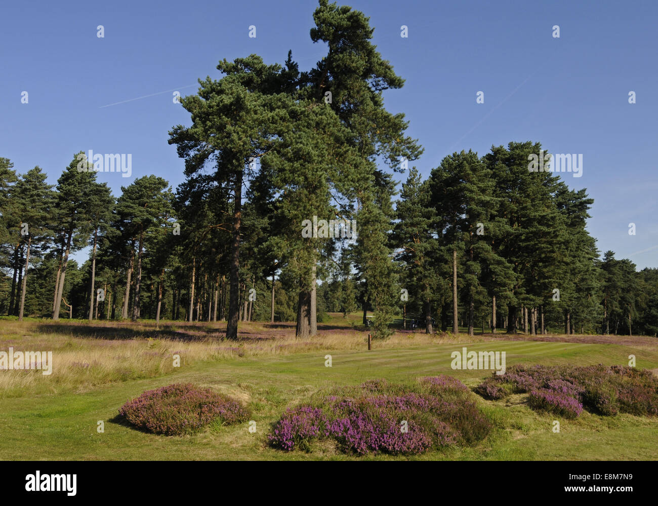 Blick von der Damenabschlag auf die 1. Loch des Roten Platzes der Berkshire Golf Club Ascot Berkshire England Stockfoto