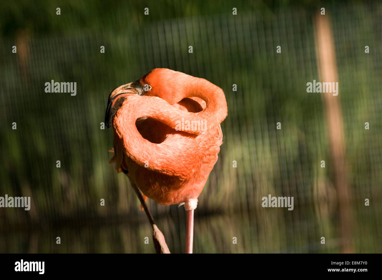 Amerikanische rosa Flamingo (Phoenicopterus Ruber) ist eine großen Arten von Flamingo in engem Zusammenhang mit der chilenische flamingo Stockfoto