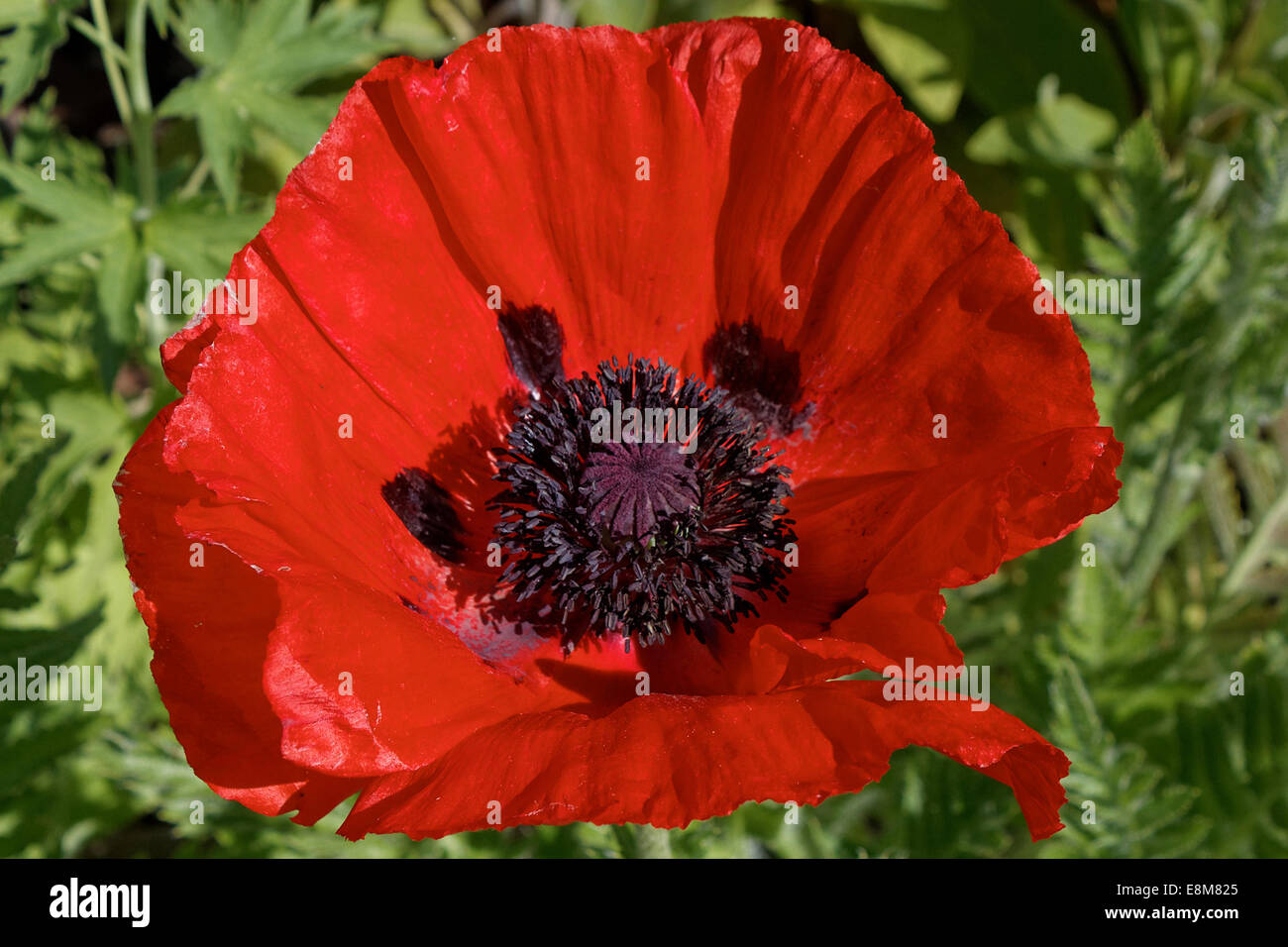 Nahaufnahme der orientalische Mohn Blume - schöne Blüte Stockfoto