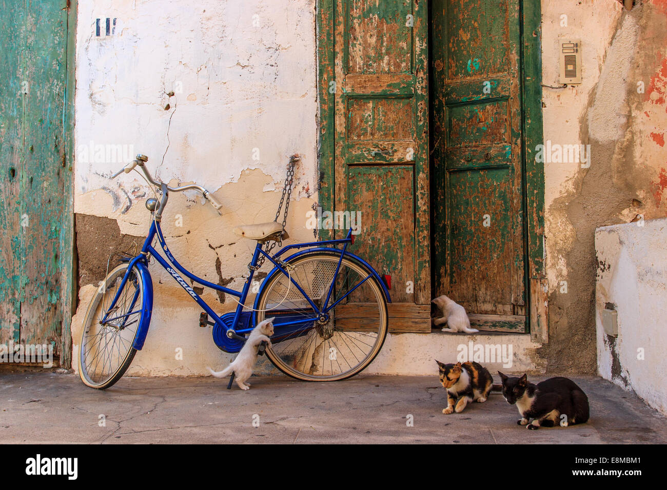 Junge Katzen spielen auf der Straße (Santa maria di Salina, Äolische Inseln) Stockfoto