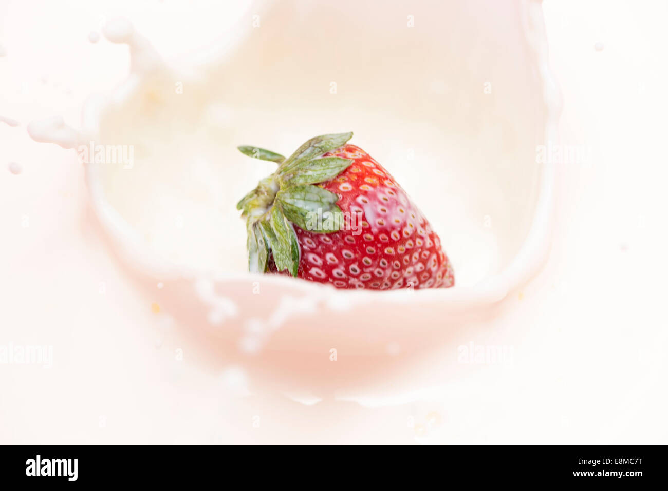 Erdbeere plantschen Tropfen Milch in eine Schüssel geben Stockfoto