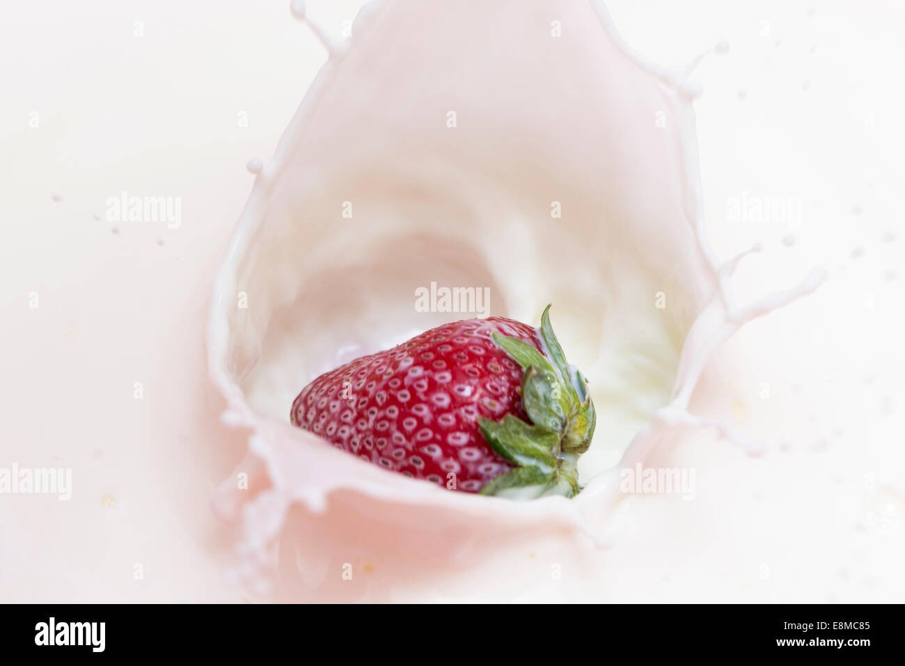 Erdbeere plantschen Tropfen Milch in eine Schüssel geben Stockfoto