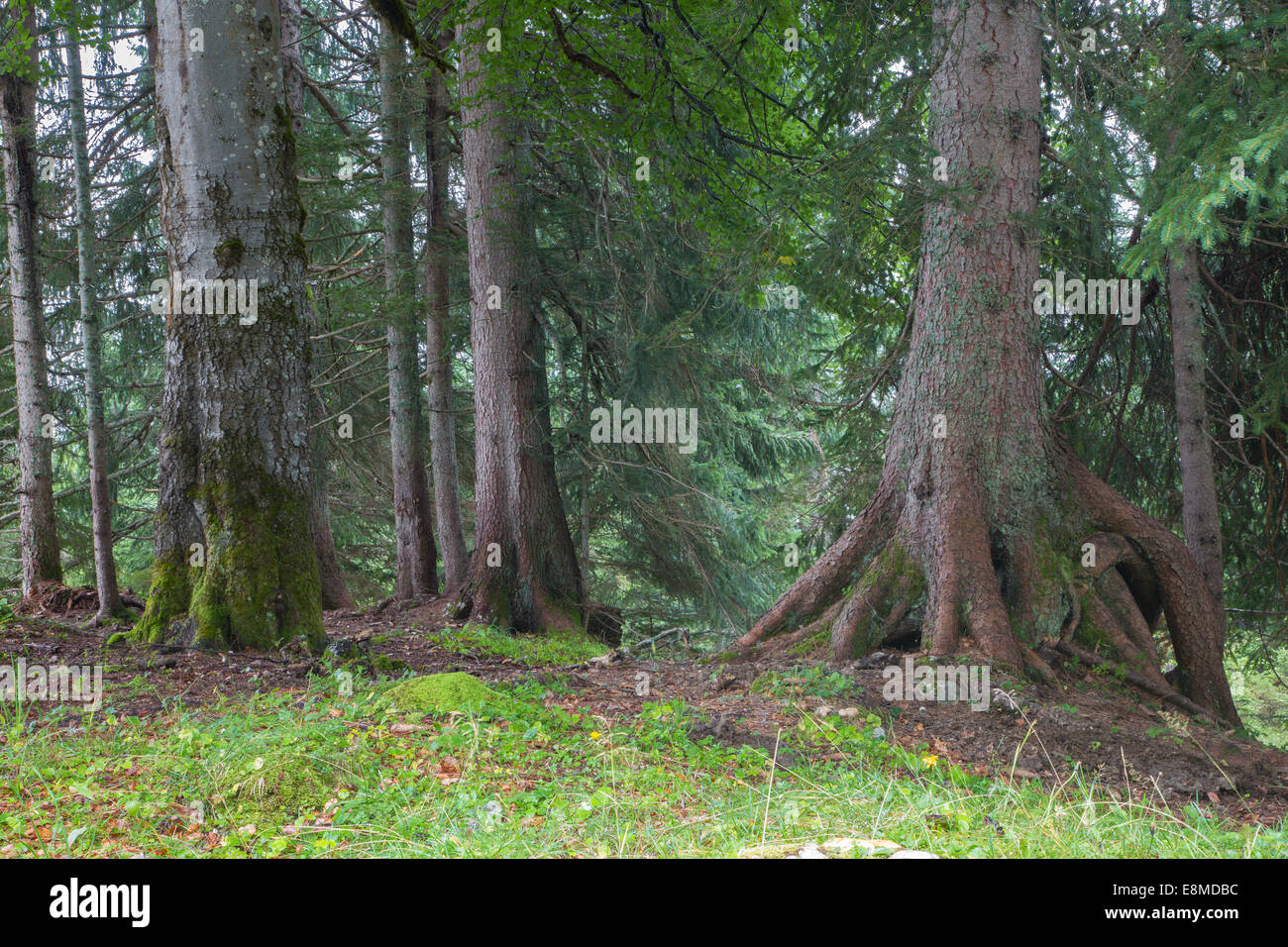 Alpen-Fichten-Wald Stockfoto