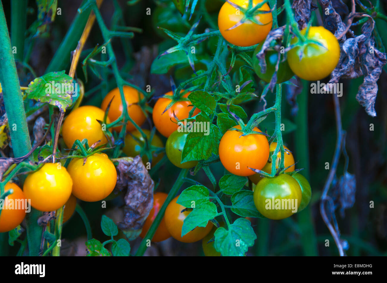 Nahaufnahme des Clusters von rot, orange und grün Kirschtomaten in einem Outdoor-Bauernhof-Ambiente. Stockfoto