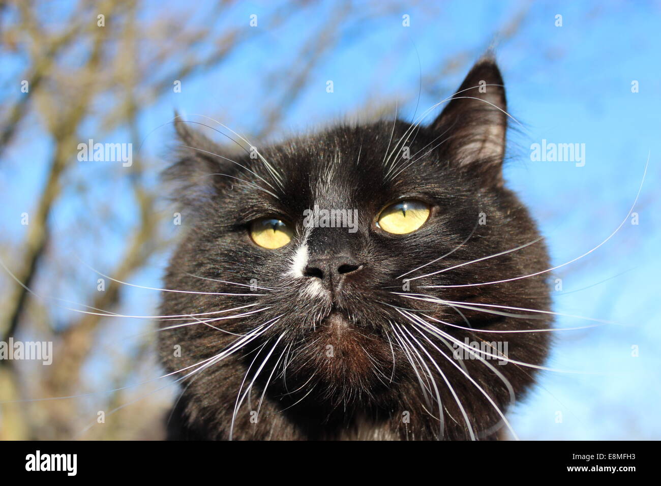 schwarze Katze mit mit bösen Blick auf blauen Himmelshintergrund Stockfoto