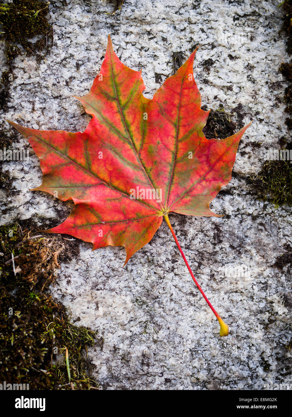 Red Leaf auf Felsen fallen Stockfoto